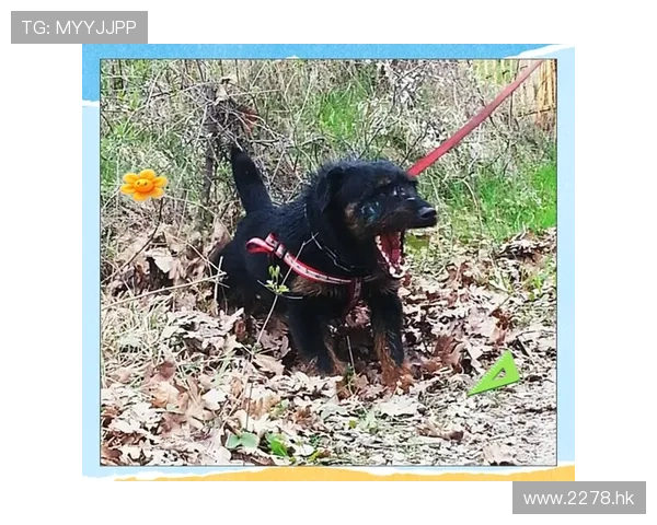 忠诚的伙伴,灵敏的猎手——猎犬的非凡魅力 忠诚的伙伴,灵敏的猎手——猎犬的非凡魅力